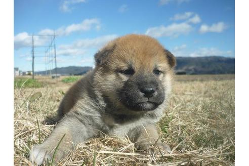 成約済の長野県の柴犬-117604の1枚目